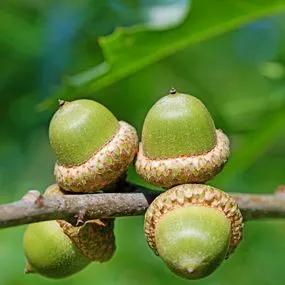 Oak Pin (Quercus palustris) 2